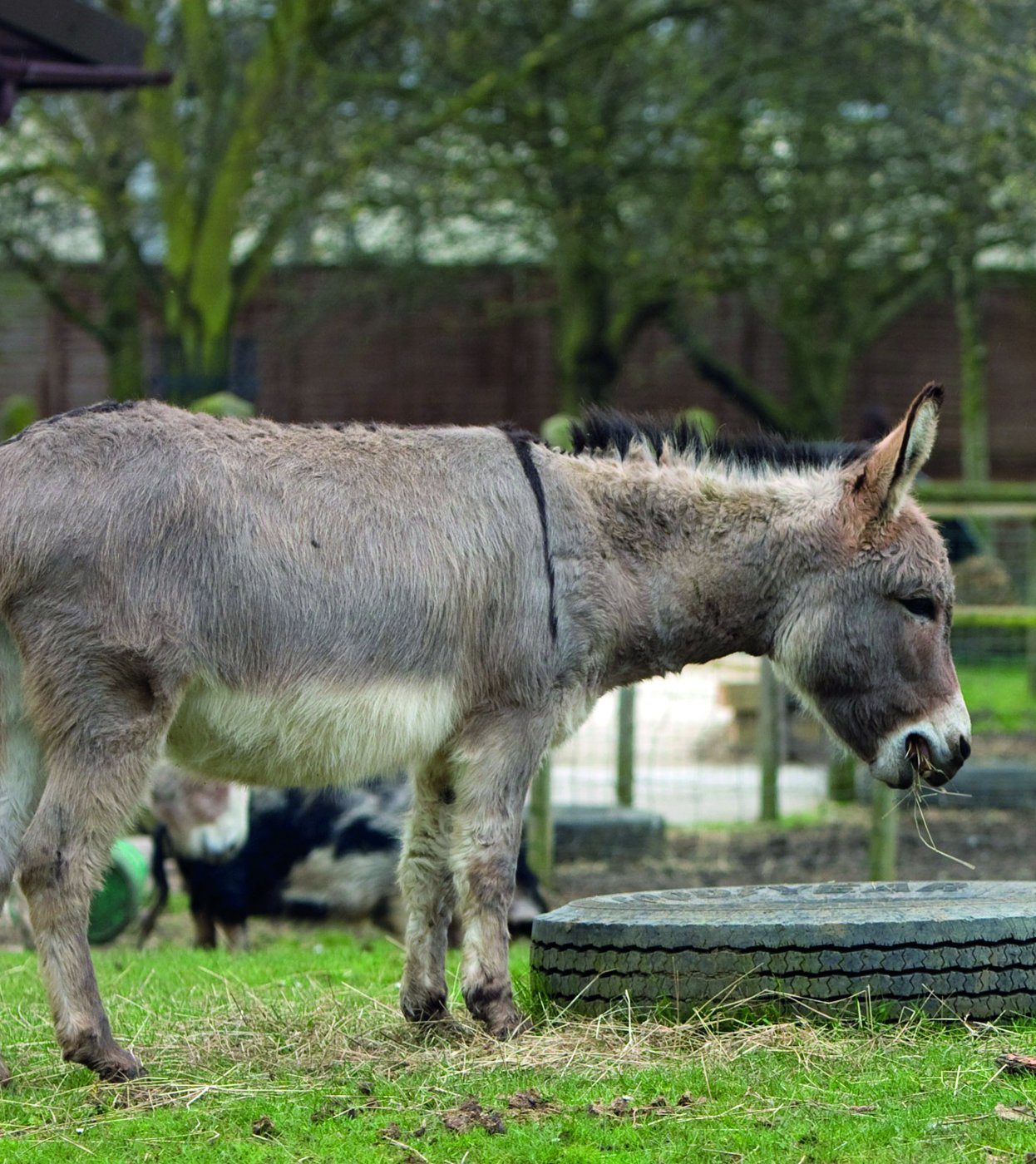 Fotografía de burro.