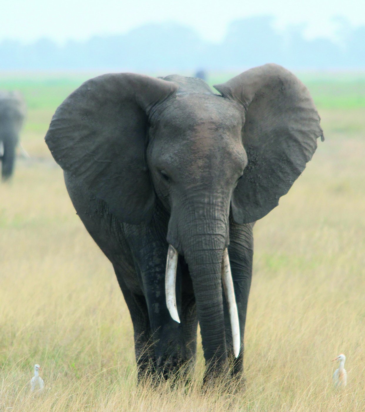 Fotografía de elefante.