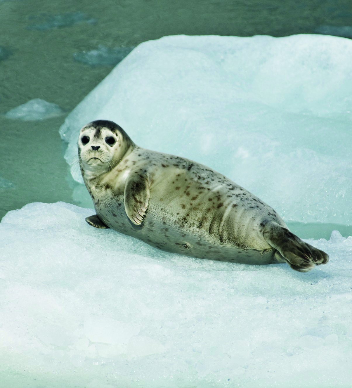 Fotografía de foca.