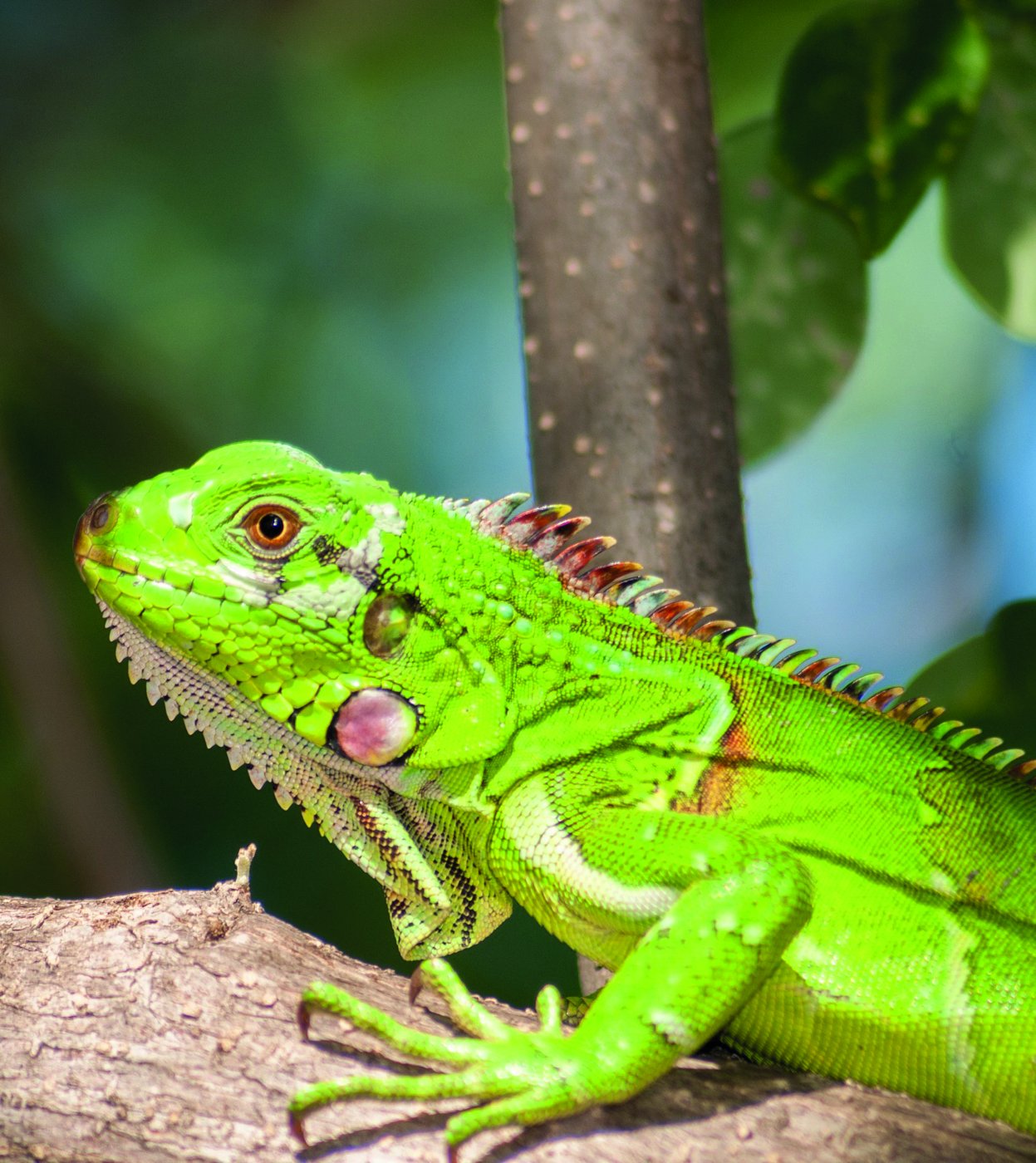 Fotografía de iguana.