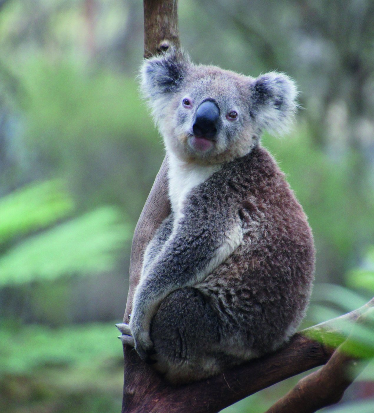 Fotografía de koala.