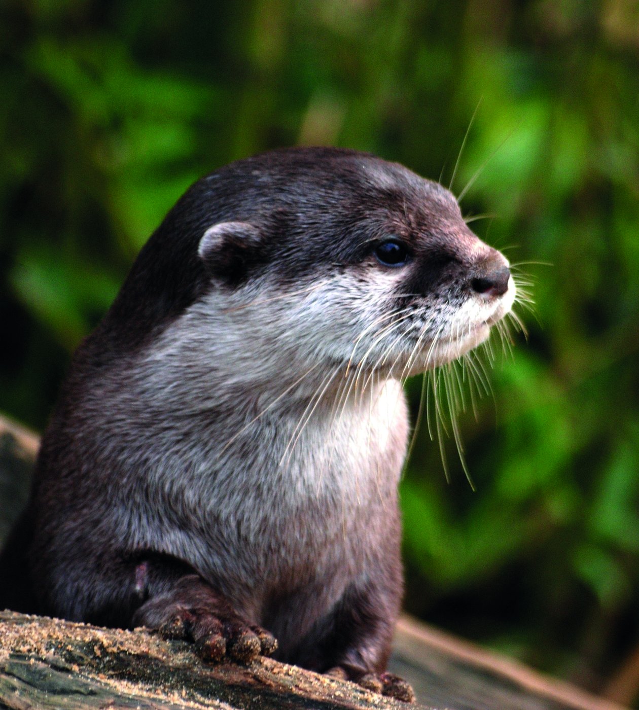Fotografía de nutria.
