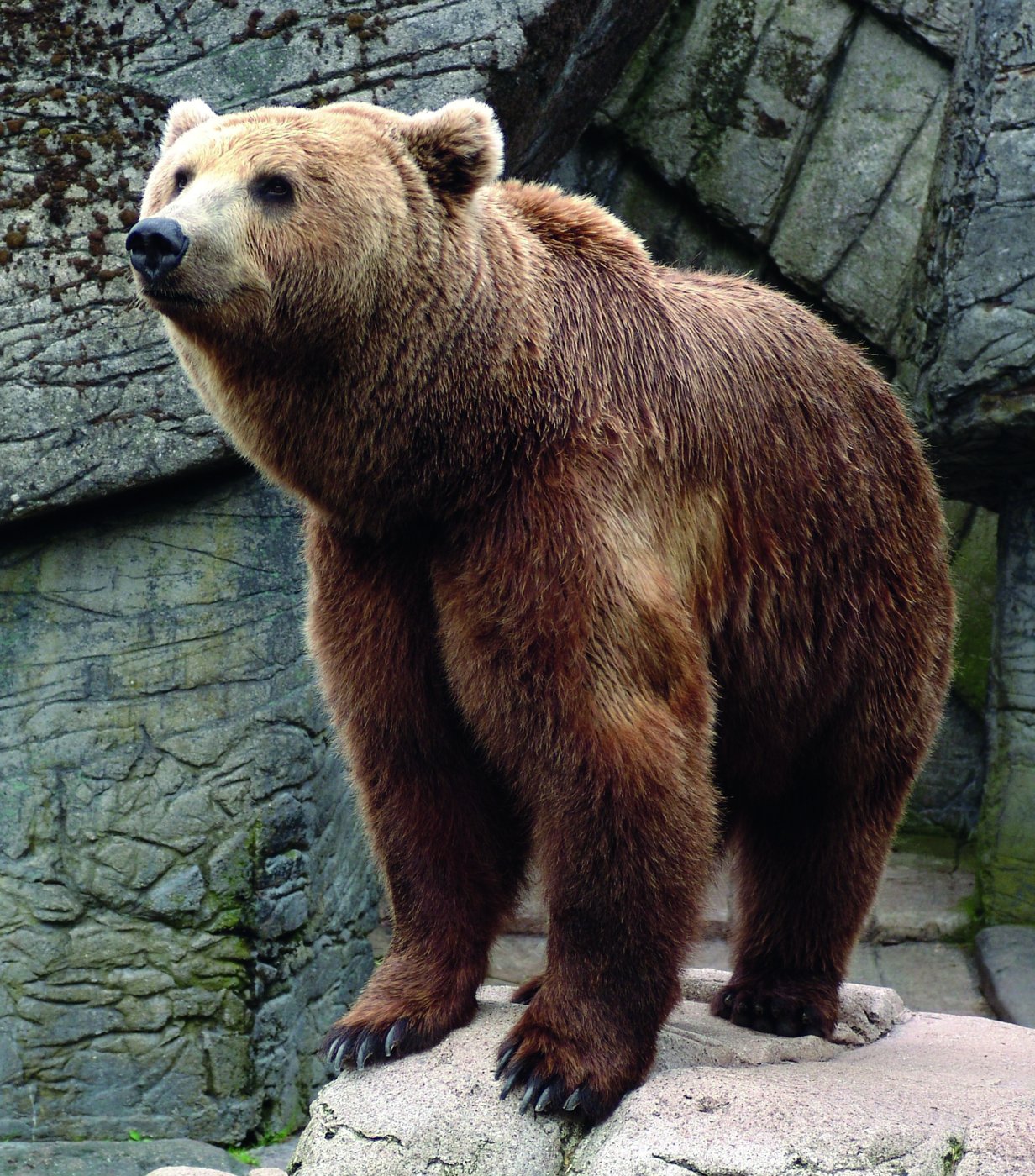 Fotografía de oso.