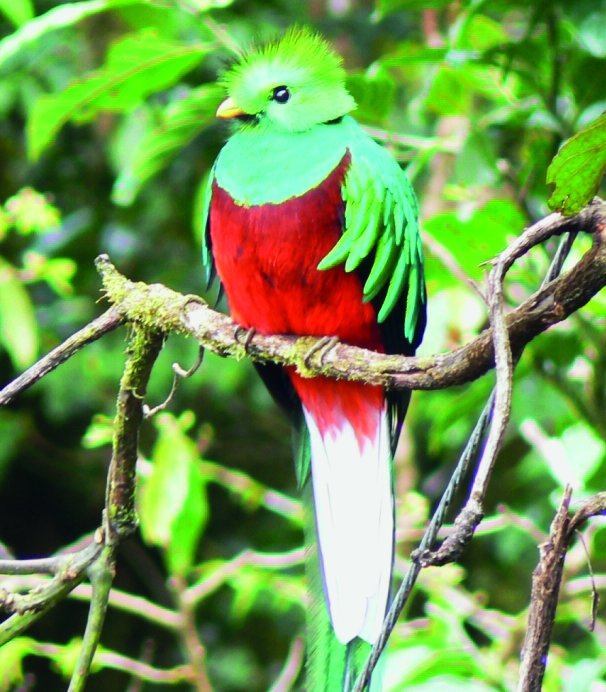 Fotografía de quetzal.