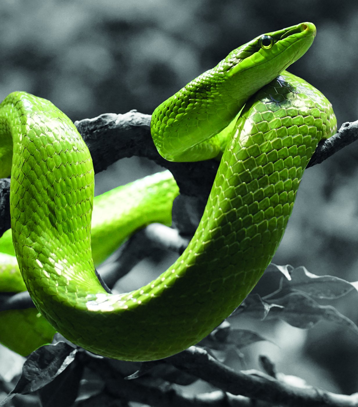 Fotografía de serpiente.