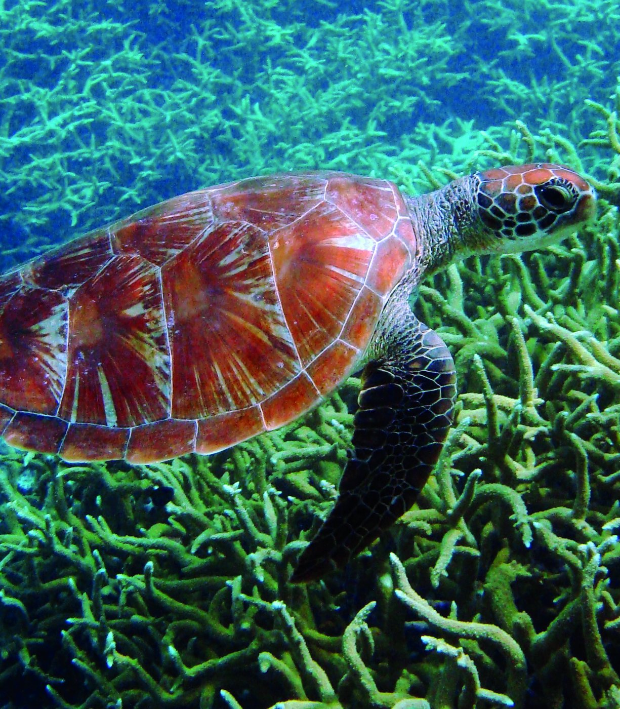 Fotografía de tortuga.