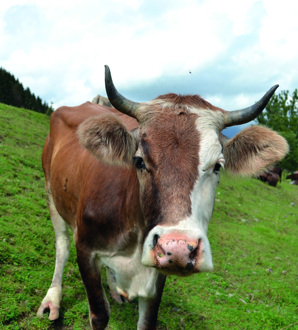 Fotografía de vaca.