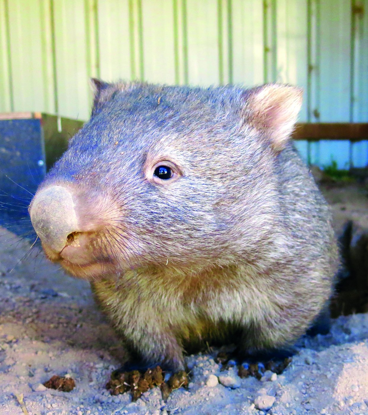 Fotografía de wombat.